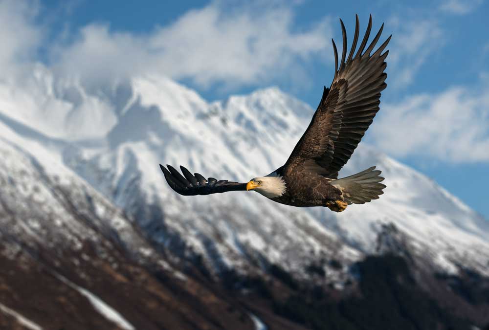 Bald eagle spotted near Denali National Park in Healy, AK