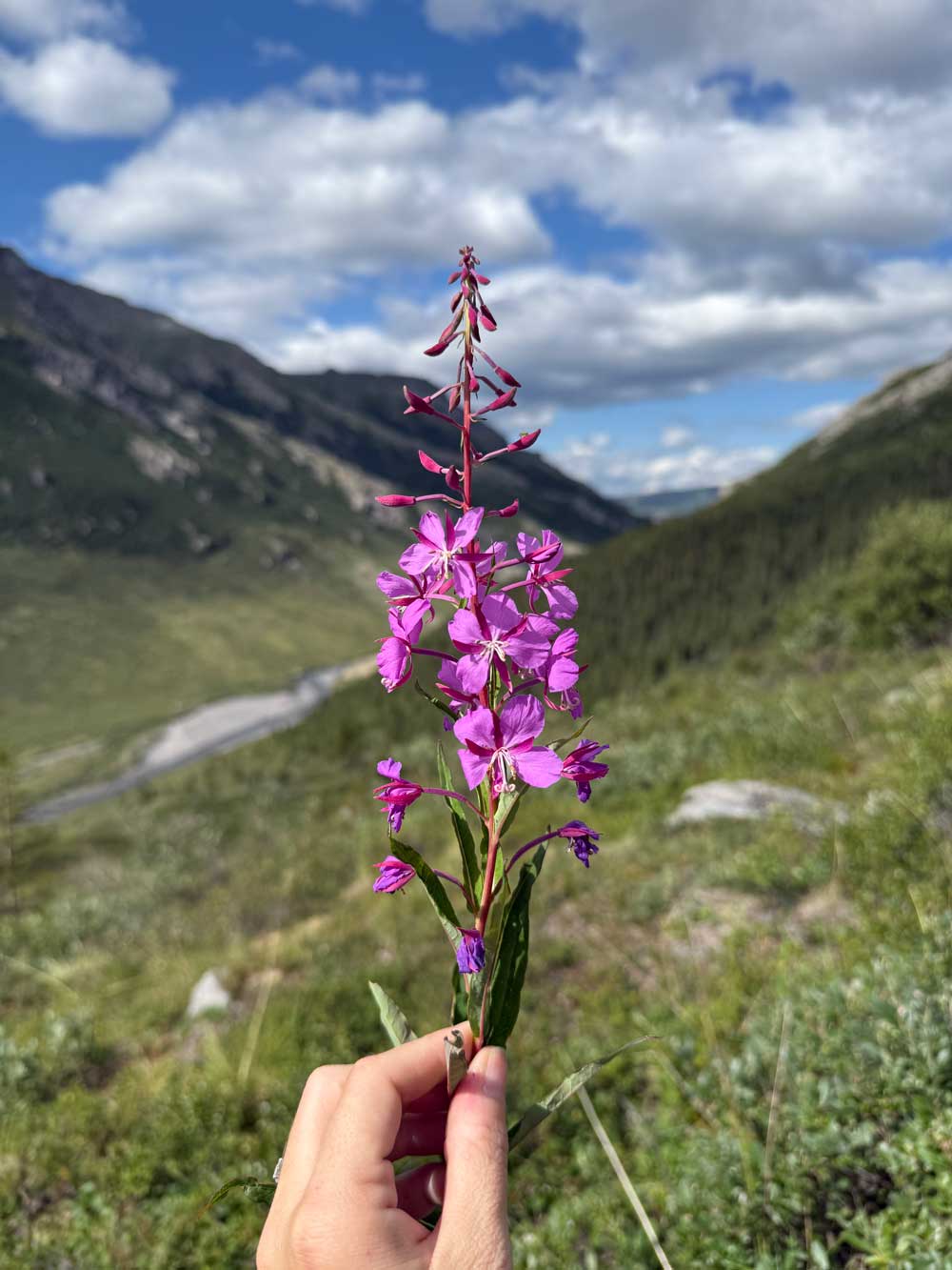 Purple mountain wildflower near EarthSong Lodge & Cabins showcasing Alaska wilderness scenery