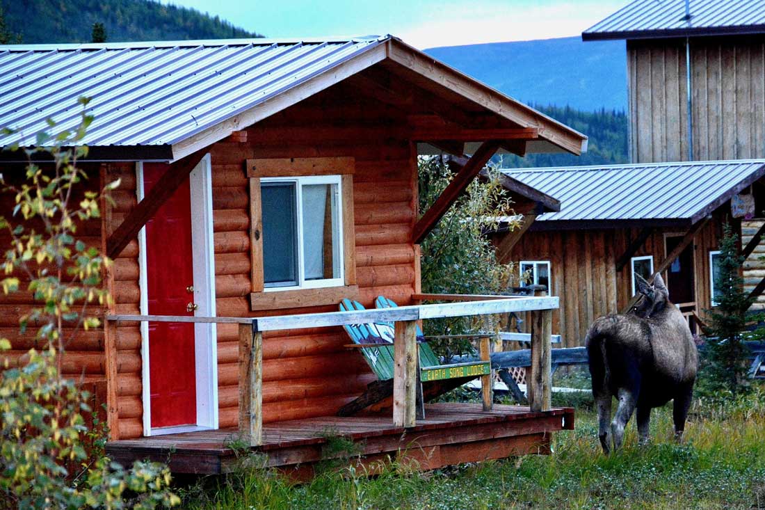 Moose spotted outside a cabin at EarthSong Lodge & Cabins near Denali National Park