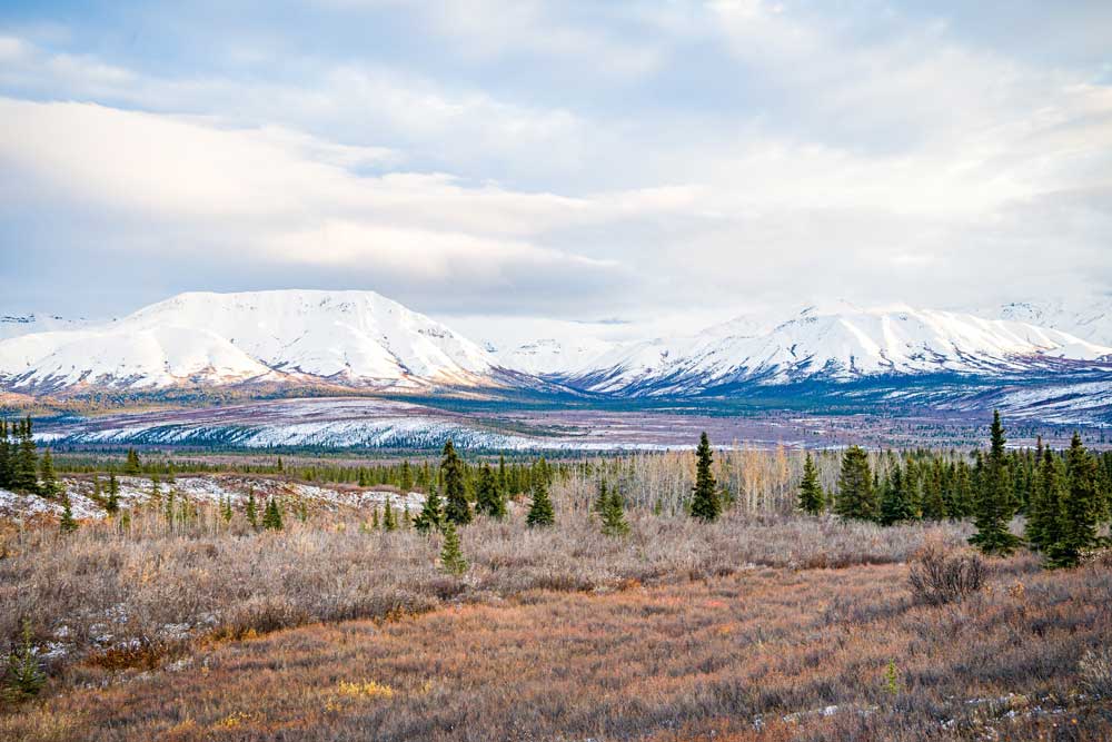 Open tundra landscape surrounding EarthSong Lodge & Cabins in Healy, AK